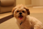 imagebam.com